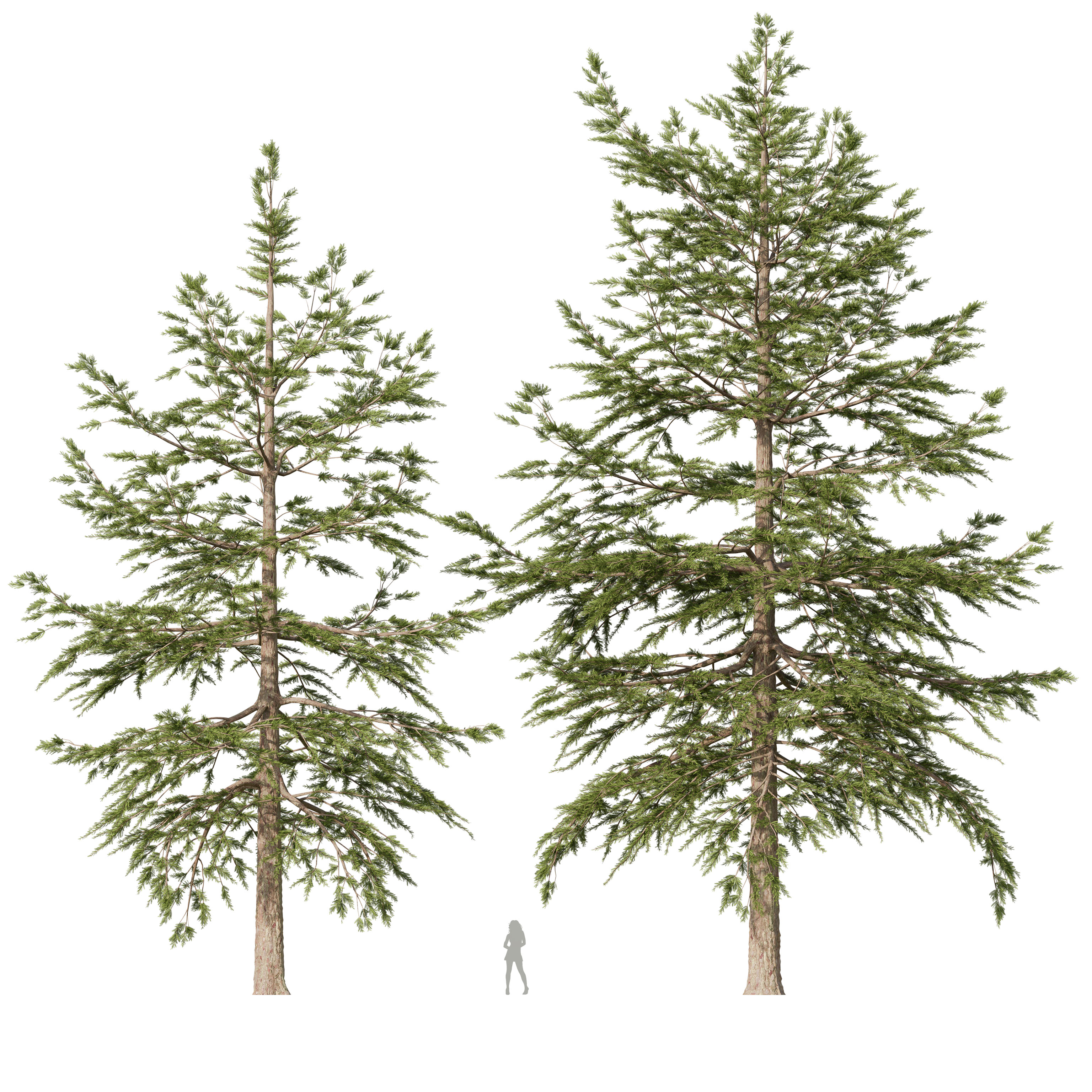 HQ Pseudotsuga menziesii